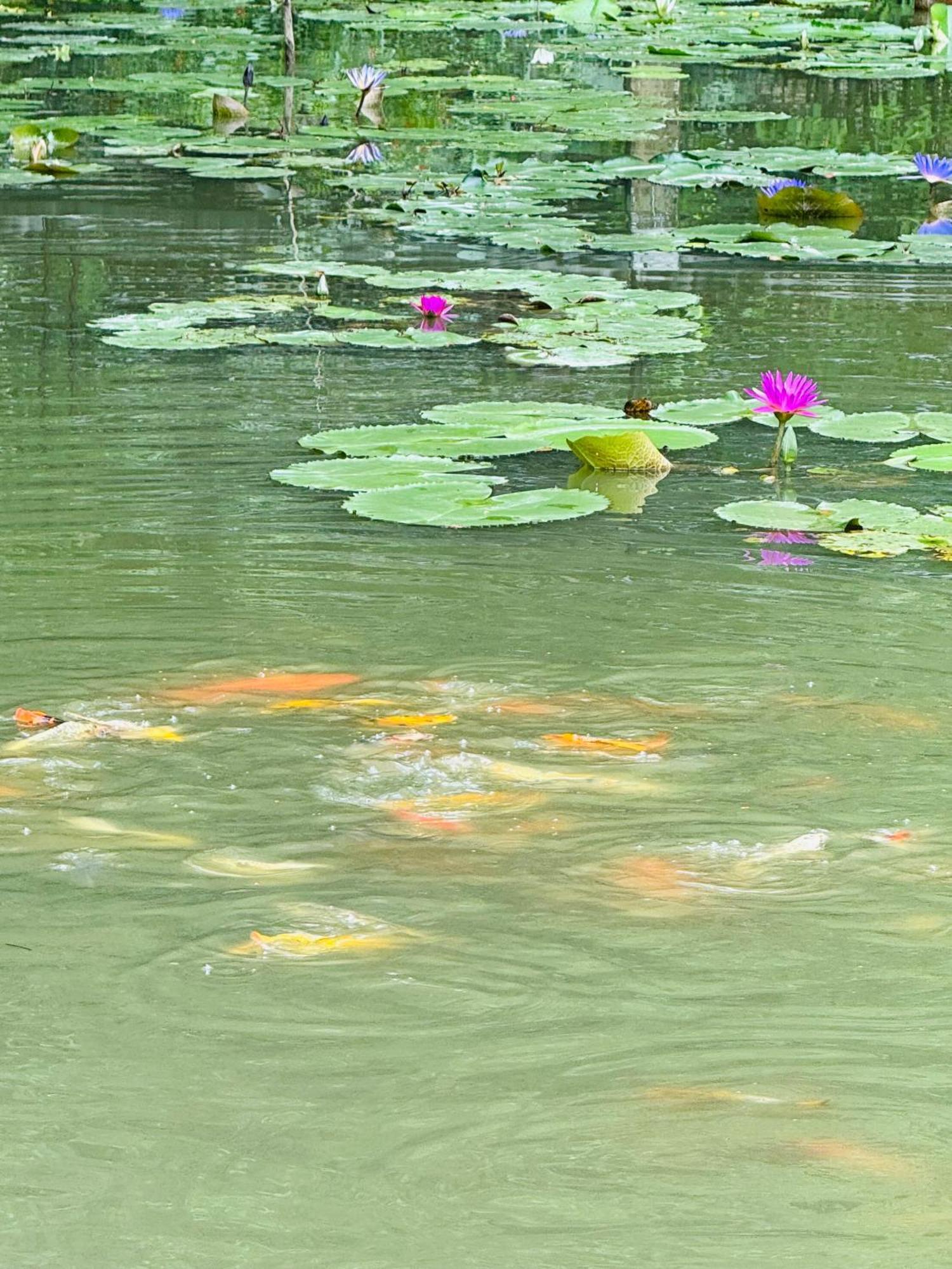 Green Valley Homestay - Thung Lung Xanh Nguyen Ngoai Esterno foto
